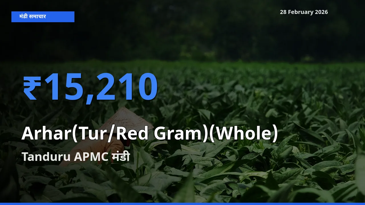 Tanduru APMC मंडी में Arhar(Tur/Red Gram)(Whole) ₹15,210 पर पहुँचा – आज का सर्वोच्च भाव