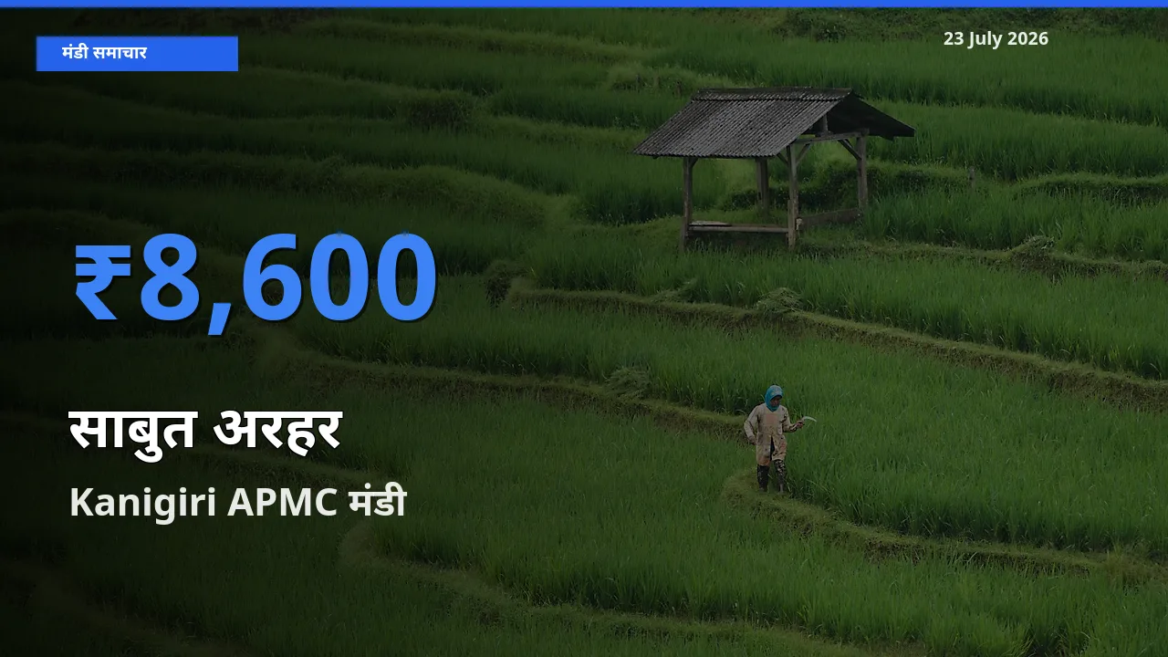 टॉप मंडी बना Kanigiri APMC! साबुत अरहर के सबसे ऊँचे दाम यहीं दर्ज