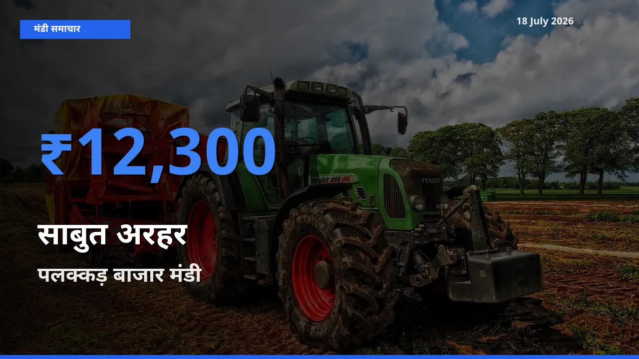 टॉप मंडी बना पलक्कड़ बाजार! साबुत अरहर के सबसे ऊँचे दाम यहीं दर्ज