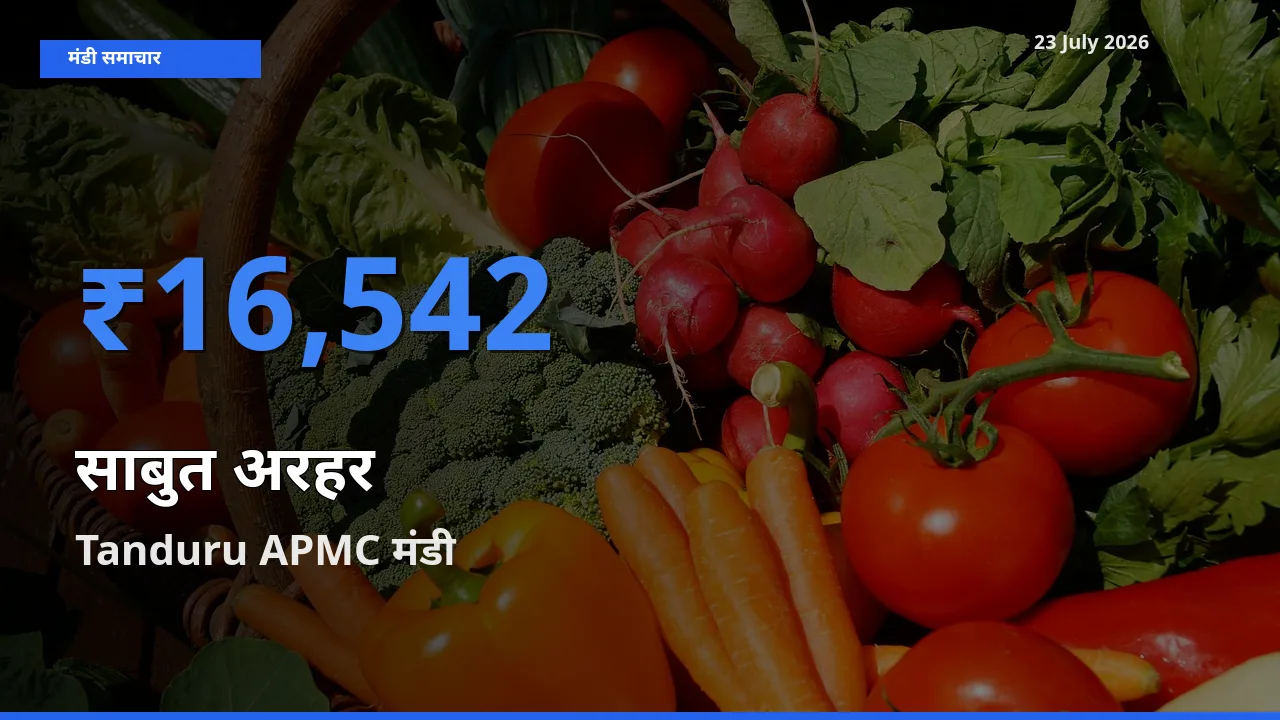 Tanduru APMC मंडी में आज साबुत अरहर के सबसे ऊँचे दाम दर्ज