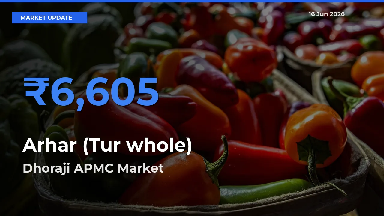 Dhoraji APMC Tops Arhar (Tur whole) Rates – June 16 Market Update