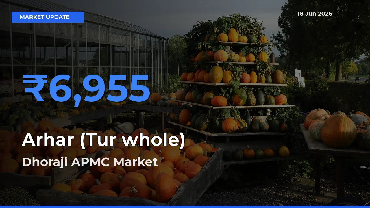 Dhoraji APMC Tops Arhar (Tur whole) Mandi Rates Today