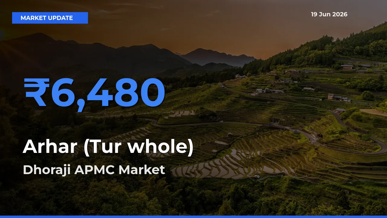 Arhar (Tur whole) Mandi Rate Today: Dhoraji APMC Tops the List