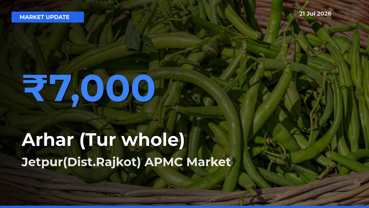 Jetpur(Dist.Rajkot) APMC Records Highest ₹7,000 Rate for Arhar (Tur whole)