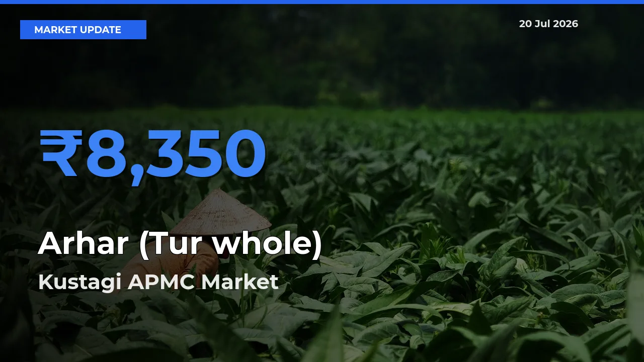 Kustagi APMC Tops Arhar (Tur whole) Rates – July 20 Market Update