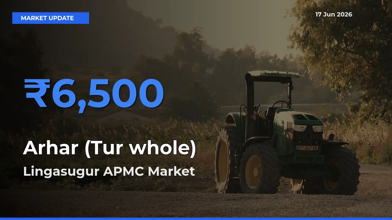 Arhar (Tur whole) Mandi Rate Today: Lingasugur APMC Tops the List