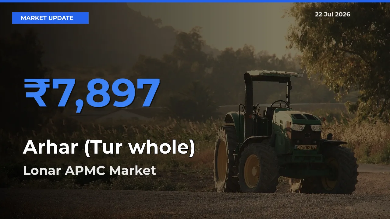 Arhar (Tur whole) Mandi Rate Today: Lonar APMC Tops the List