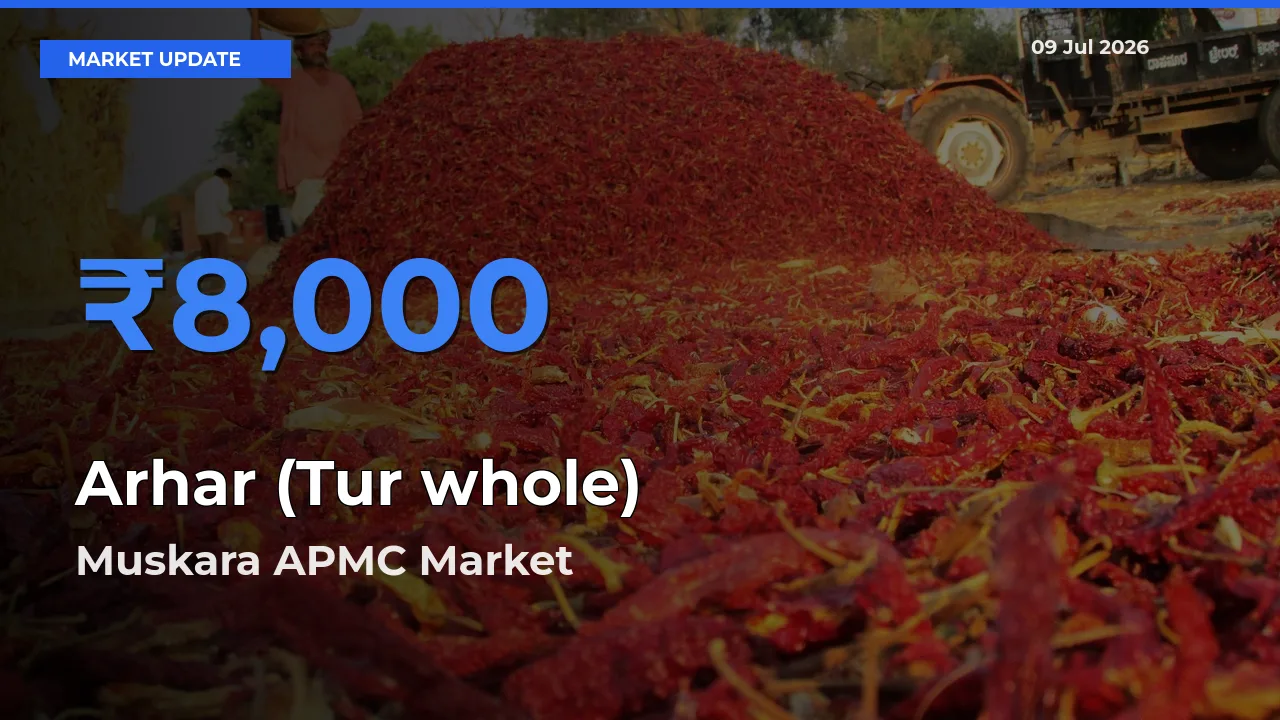 Arhar (Tur whole) Mandi Rate Today: Muskara APMC Tops the List