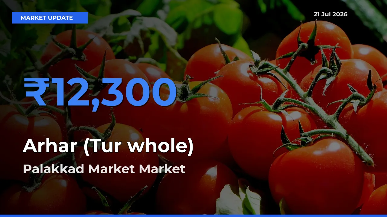 Top Performer! Palakkad Market Offers Best Arhar (Tur whole) Price Today
