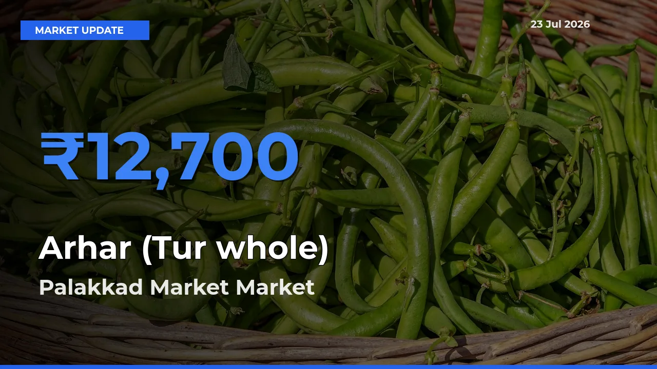 Top Performer! Palakkad Market Offers Best Arhar (Tur whole) Price Today