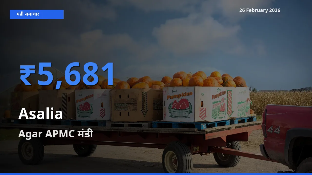 Agar APMC मंडी में आज Asalia के सबसे ऊँचे दाम दर्ज