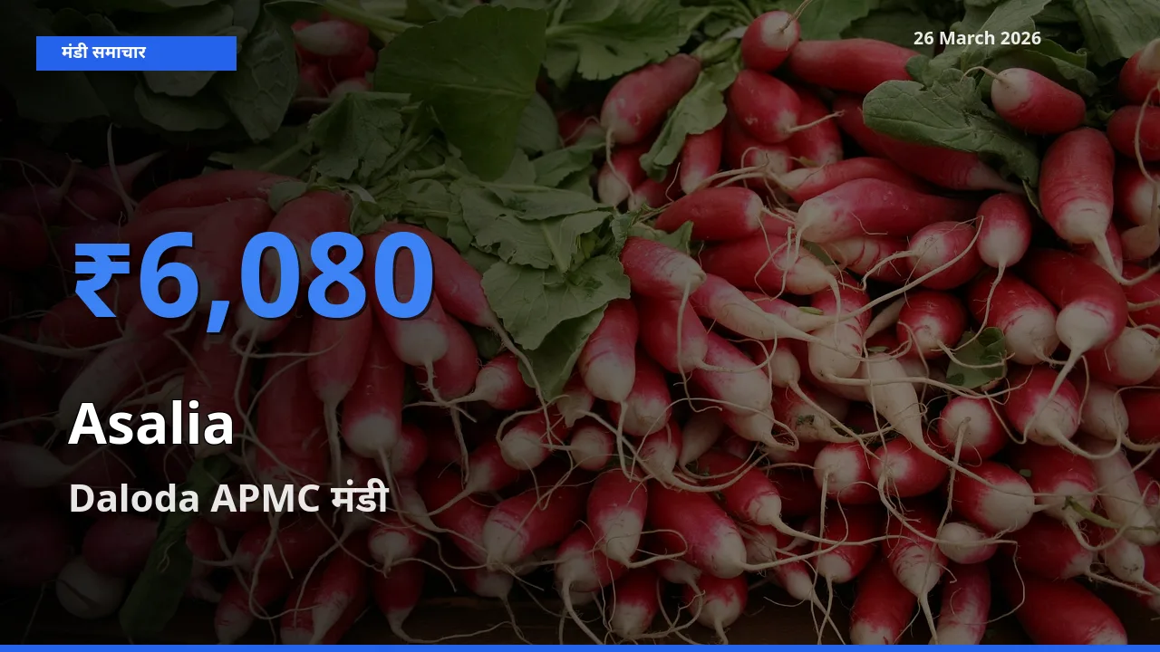 आज असालिया (चंसुर बीज) के सबसे ज़्यादा दाम Daloda APMC मंडी में दर्ज