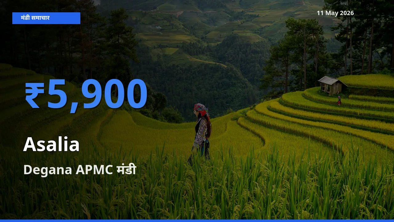 11 May अपडेट: असालिया (चंसुर बीज) के सबसे ऊँचे दाम Degana APMC मंडी में