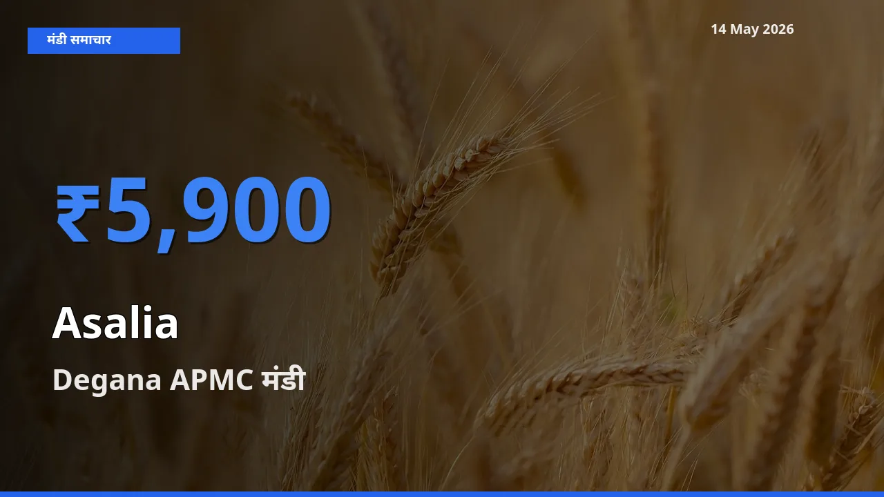 14 May अपडेट: असालिया (चंसुर बीज) के सबसे ऊँचे दाम Degana APMC मंडी में