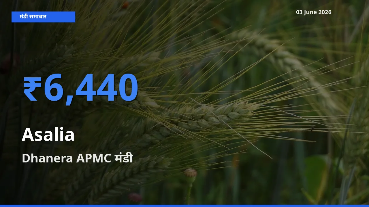 आज असालिया (चंसुर बीज) के सबसे ऊँचे दाम ₹6,440 Dhanera APMC मंडी में