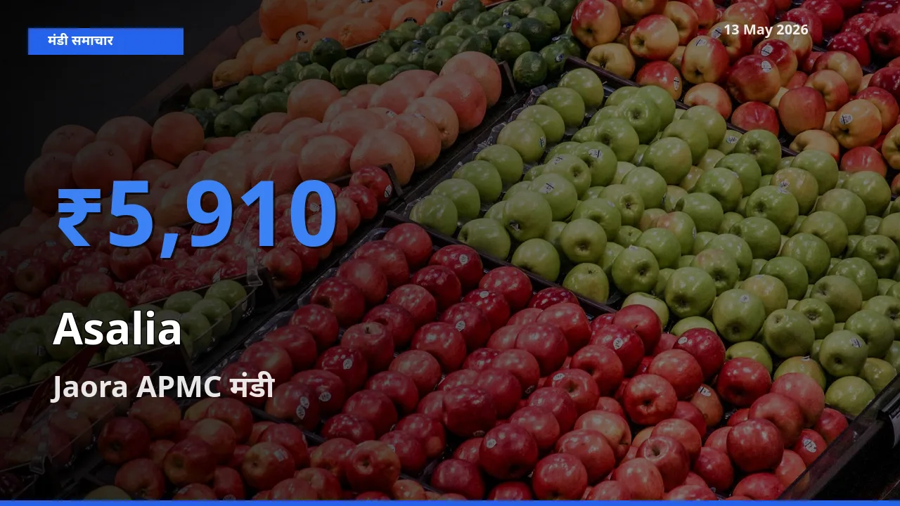 टॉप मंडी बना Jaora APMC! असालिया (चंसुर बीज) के सबसे ऊँचे दाम यहीं दर्ज