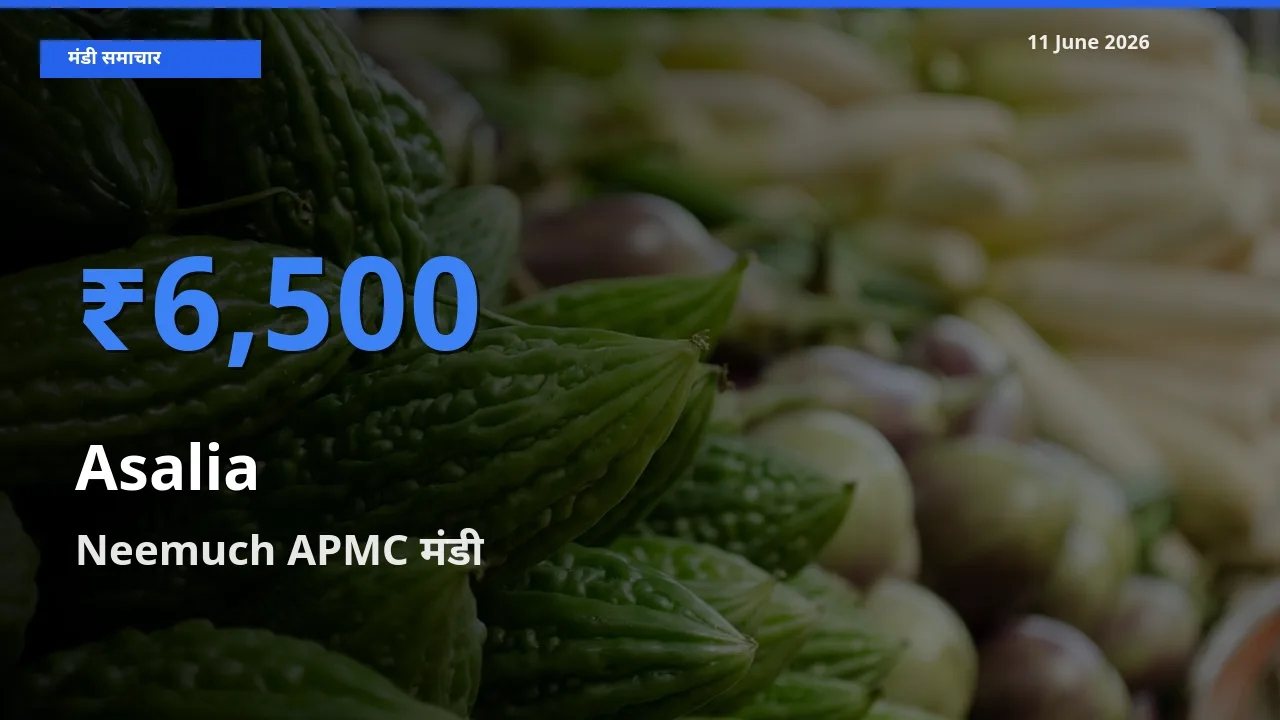 Neemuch APMC मंडी में आज असालिया (चंसुर बीज) के सबसे ऊँचे दाम दर्ज