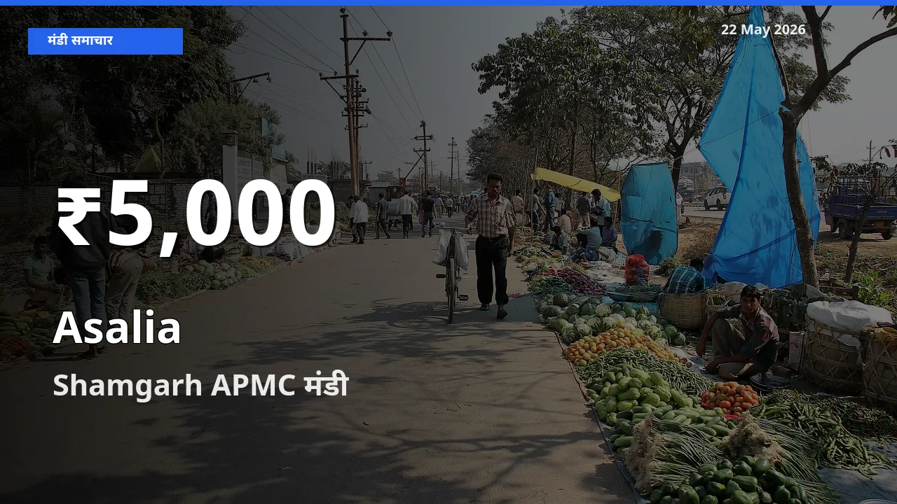 रिकॉर्ड गिरावट नहीं, लेकिन 30 दिन का न्यूनतम! Shamgarh APMC में असालिया (चंसुर बीज) के दाम फिसले