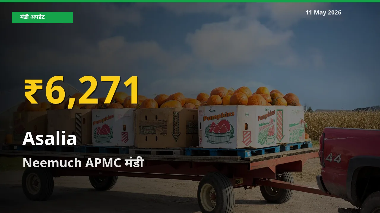 11 May अपडेट: Neemuch APMC में असालिया (चंसुर बीज) के दाम रिकॉर्ड स्तर पर