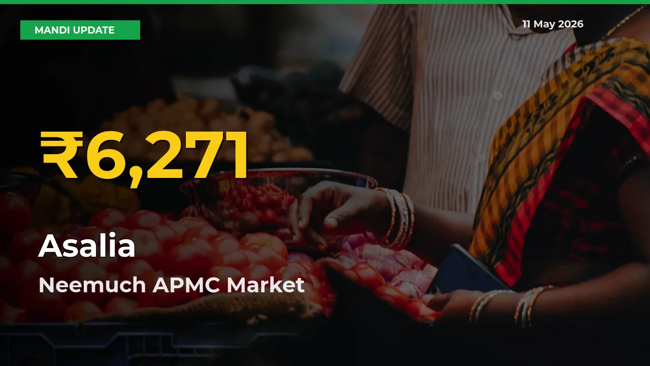 Farmers Benefit as Asalia Rate Touches New High in Neemuch APMC
