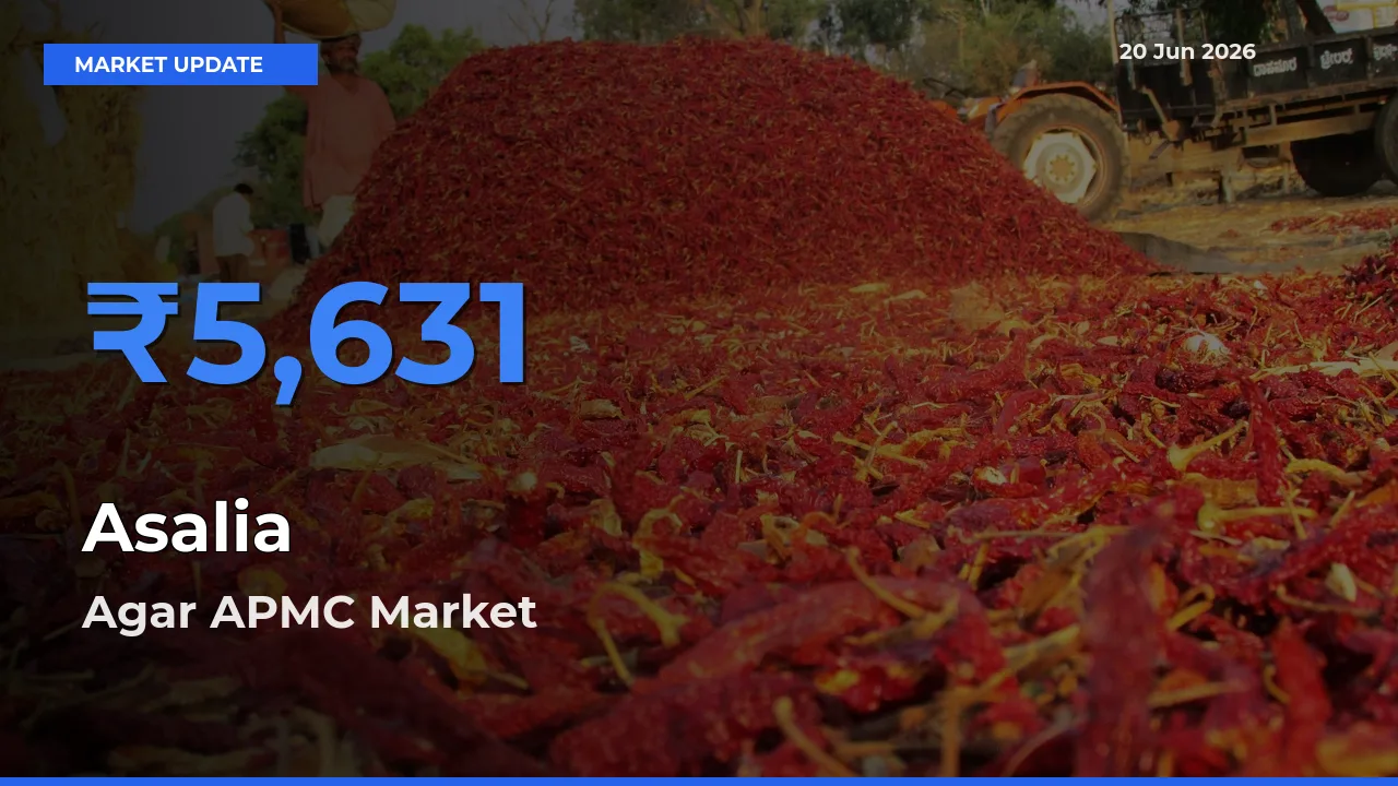 Agar APMC Offers ₹5,631 – Highest Asalia Rate Today