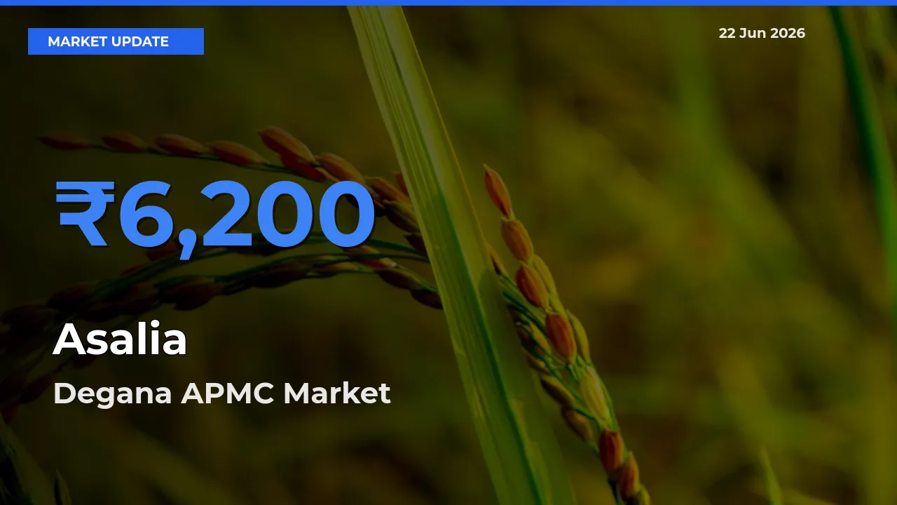 Degana APMC Tops Asalia Rates – June 22 Market Update