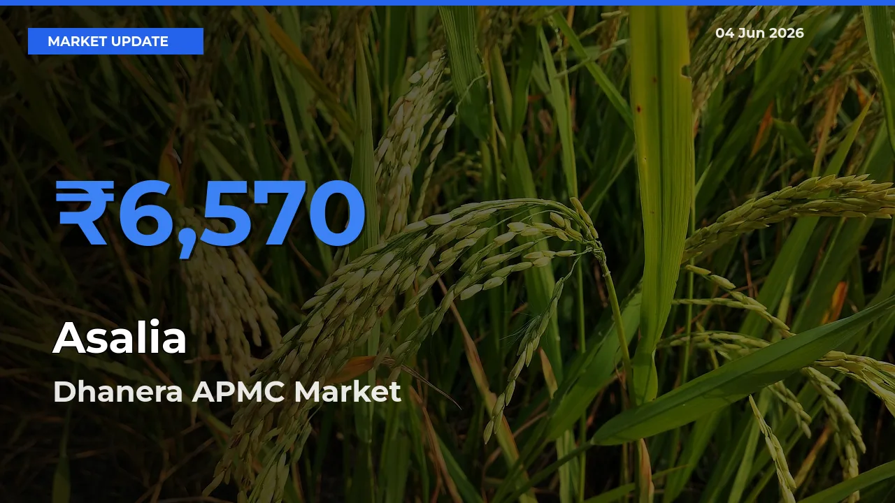 Dhanera APMC Offers ₹6,570 – Highest Asalia Rate Today