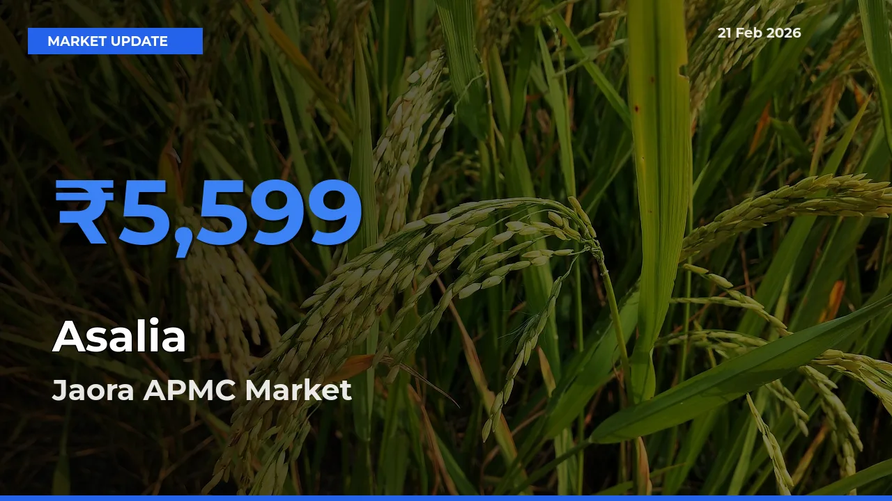 Jaora APMC Tops Asalia Mandi Rates Today