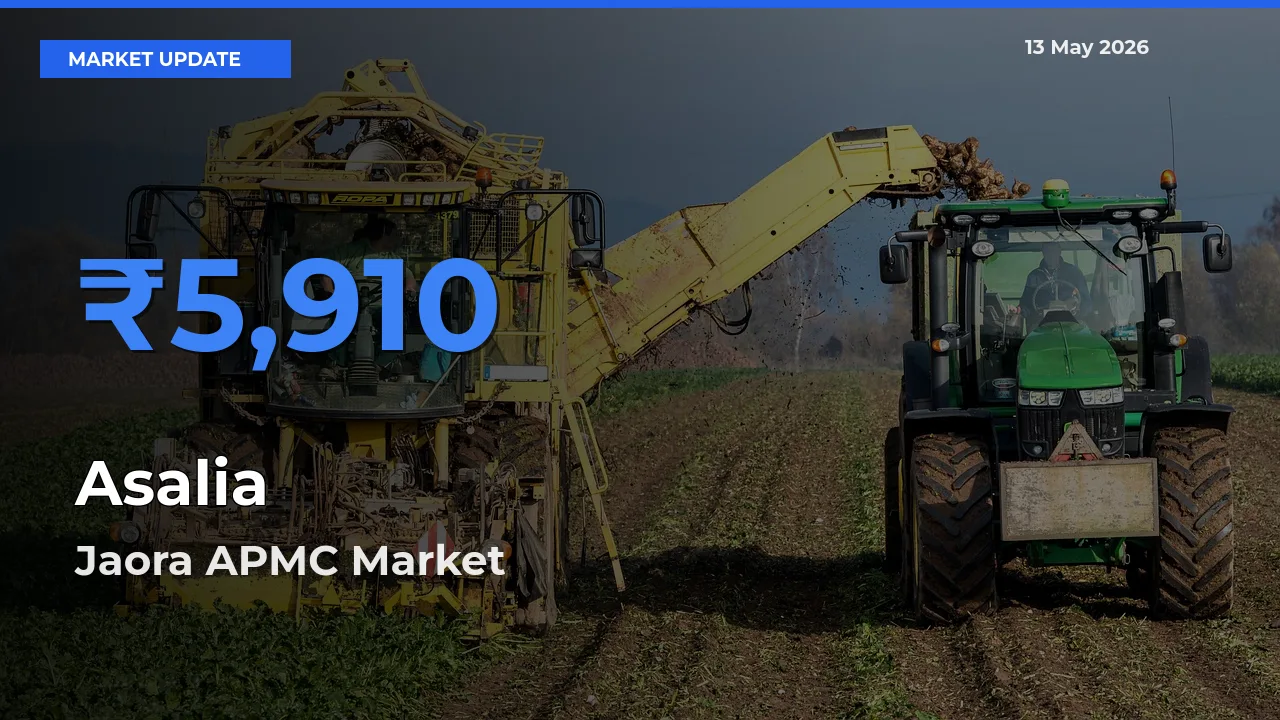 Top Performer! Jaora APMC Offers Best Asalia Price Today