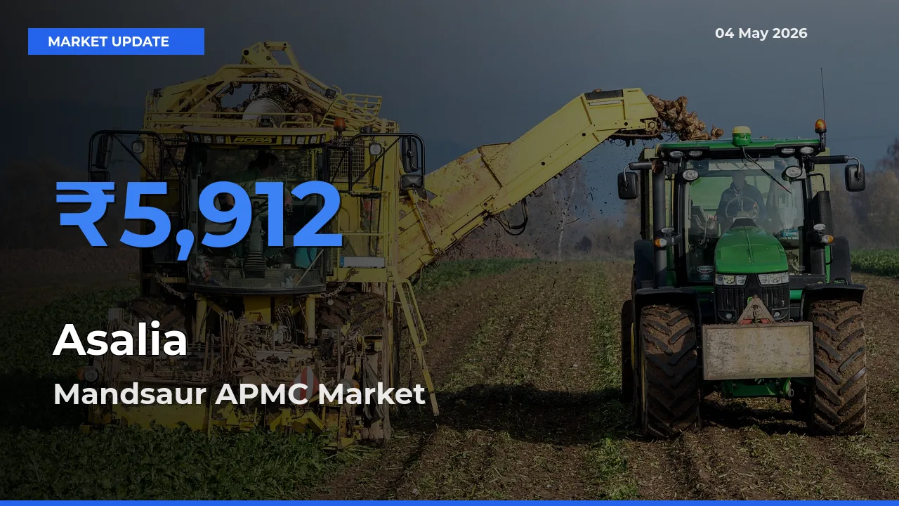 Mandsaur APMC Emerges as Top Mandi for Asalia Prices Today