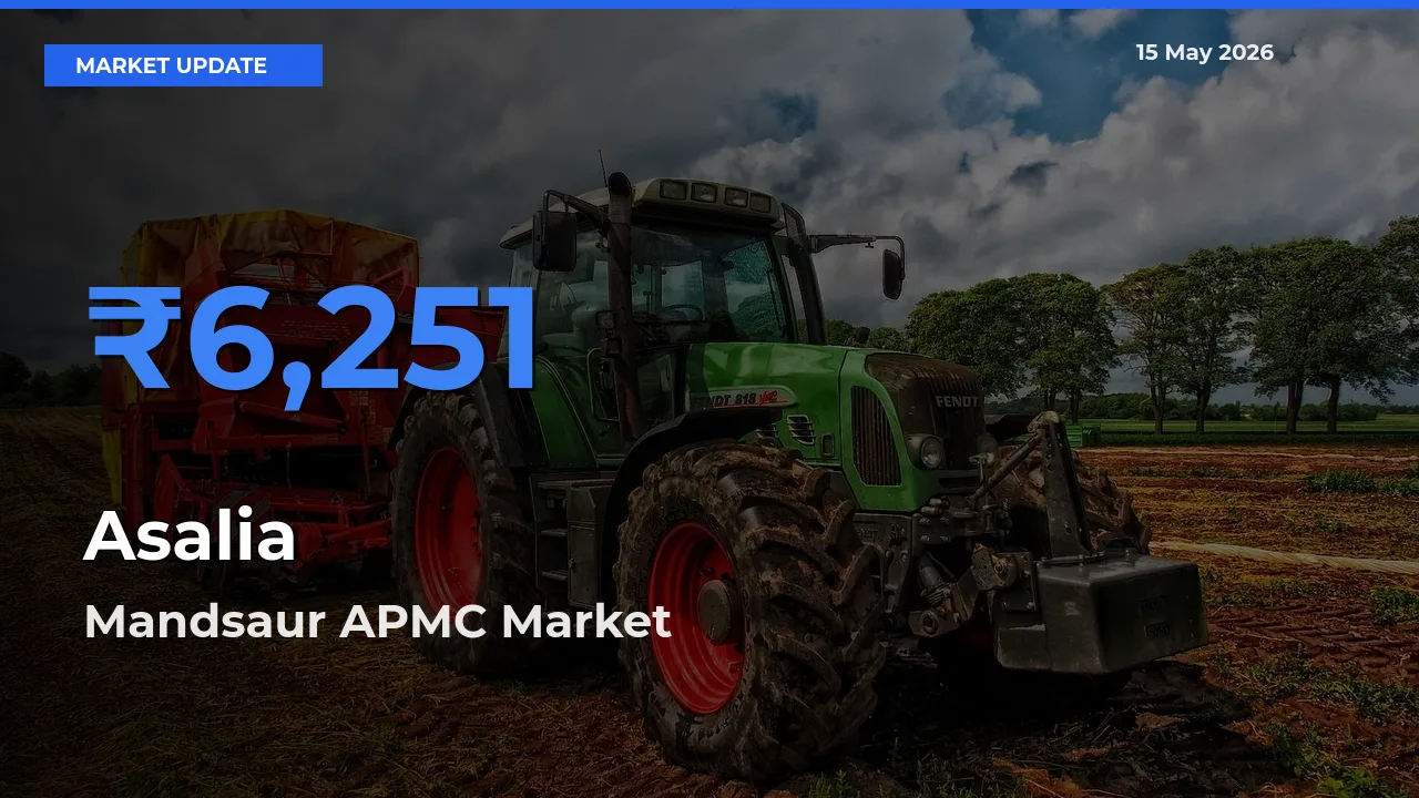 Top Performer! Mandsaur APMC Offers Best Asalia Price Today