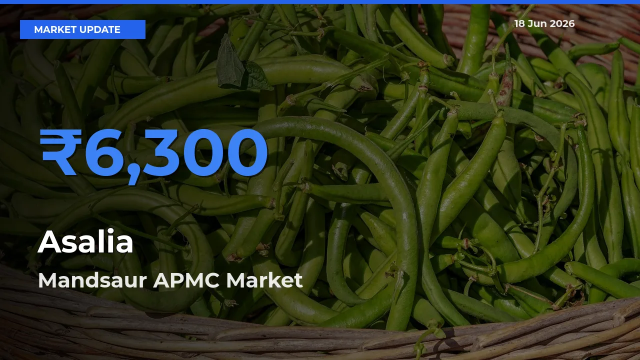 Mandsaur APMC Records Highest ₹6,300 Rate for Asalia