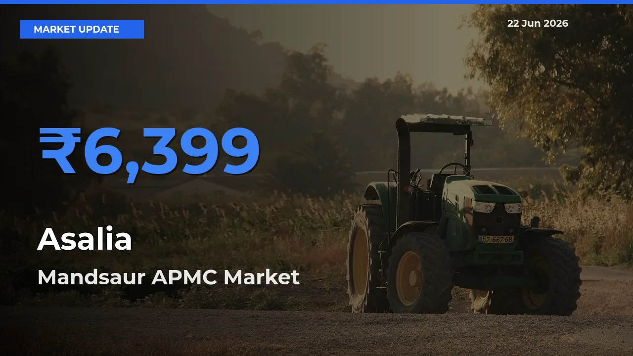 Mandsaur APMC Emerges as Top Mandi for Asalia Prices Today