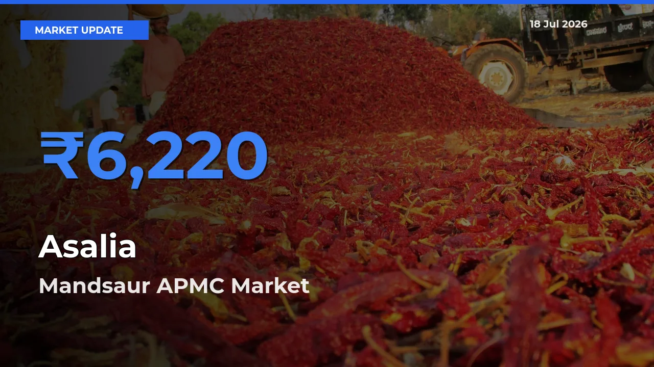 Top Performer! Mandsaur APMC Offers Best Asalia Price Today