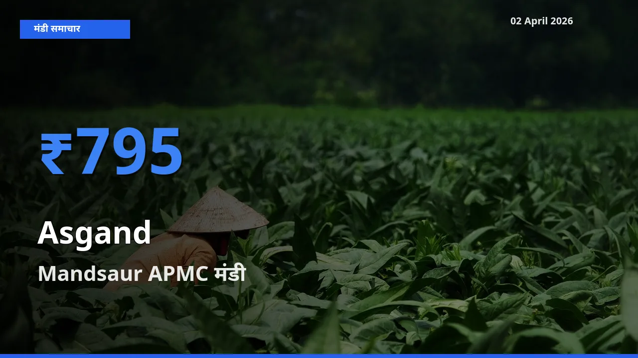 Mandsaur APMC मंडी में असगंध (अश्वगंधा) ₹795 पर पहुँचा – आज का सर्वोच्च भाव