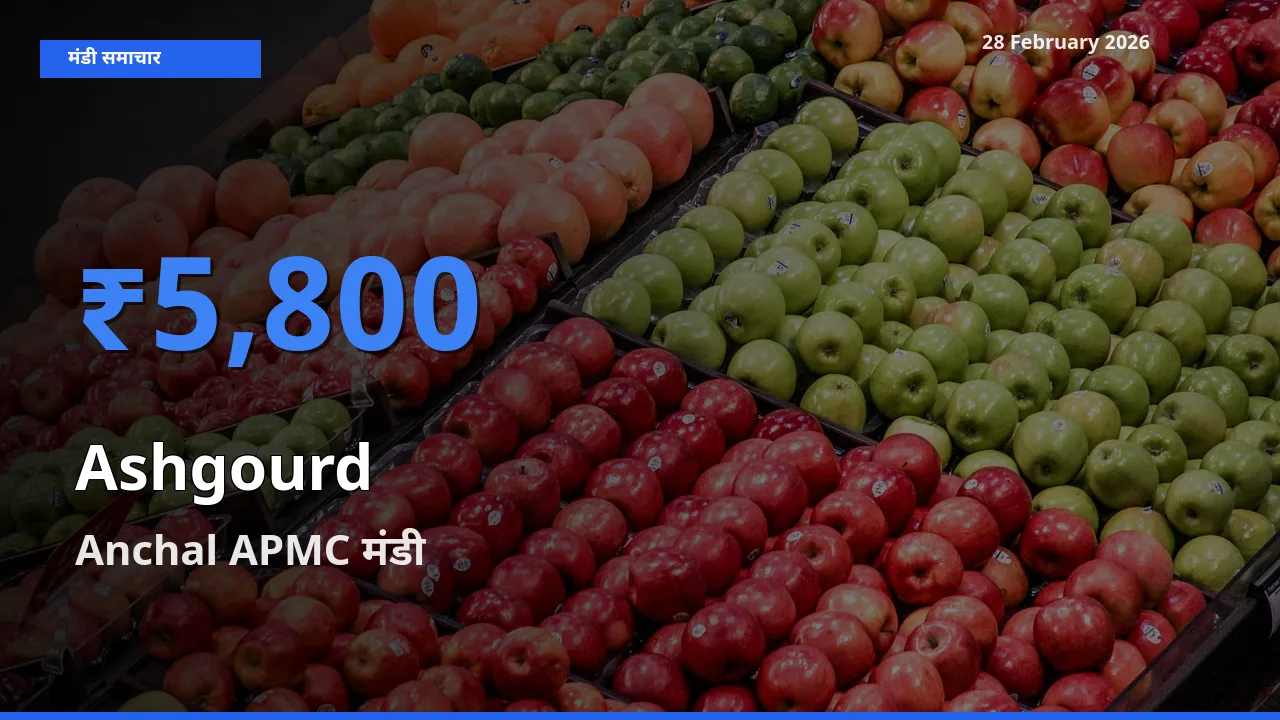 किसानों की पसंद बना Anchal APMC, Ashgourd के सबसे अच्छे दाम