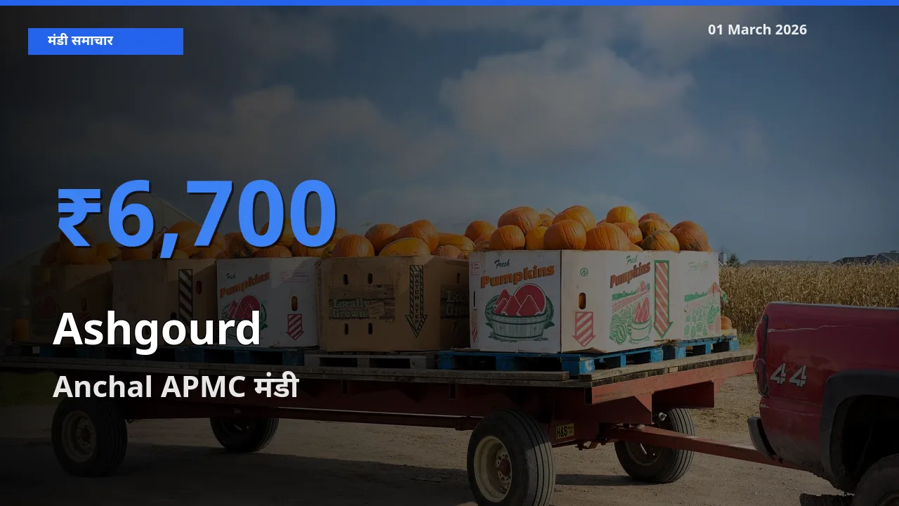 Anchal APMC मंडी में आज Ashgourd के सबसे ऊँचे दाम दर्ज