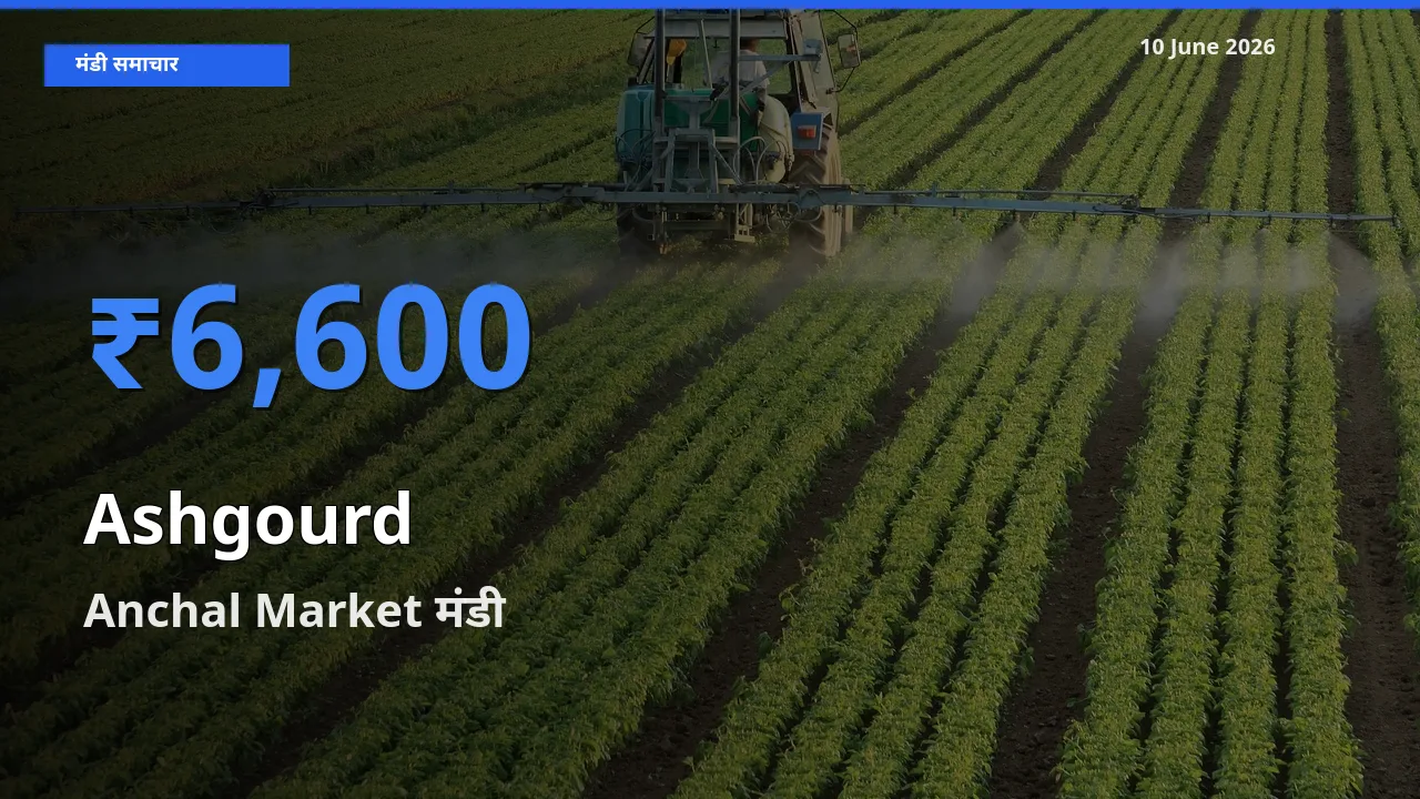 आज पेठा कद्दू के सबसे ऊँचे दाम ₹6,600 Anchal Market मंडी में