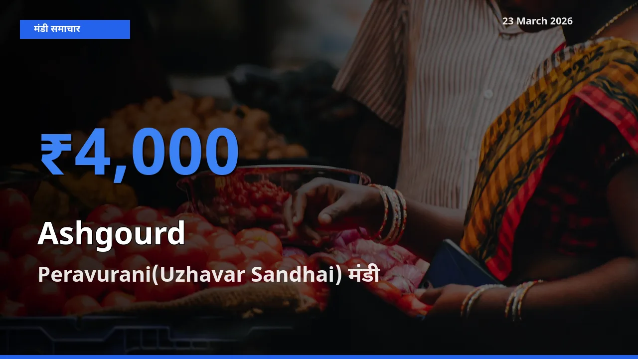 आज का मंडी भाव: पेठा कद्दू के सबसे ज़्यादा दाम Peravurani(Uzhavar Sandhai) में