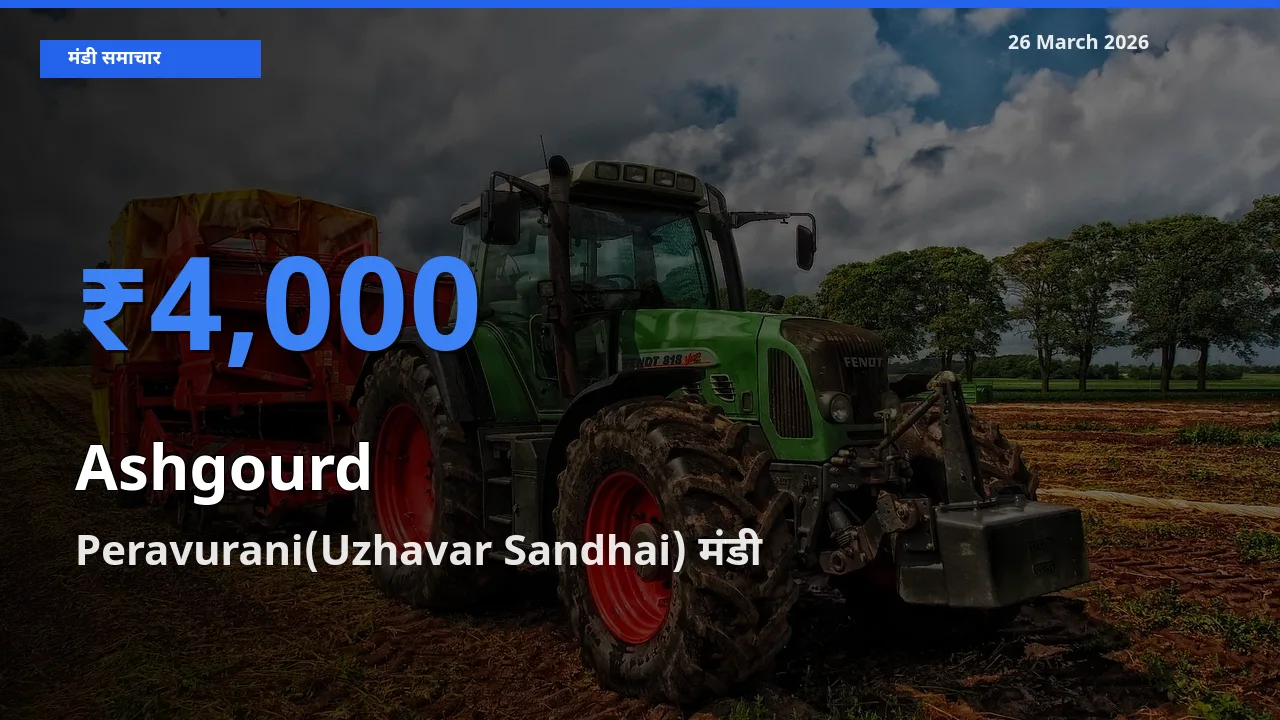 टॉप मंडी बना Peravurani(Uzhavar Sandhai)! पेठा कद्दू के सबसे ऊँचे दाम यहीं दर्ज