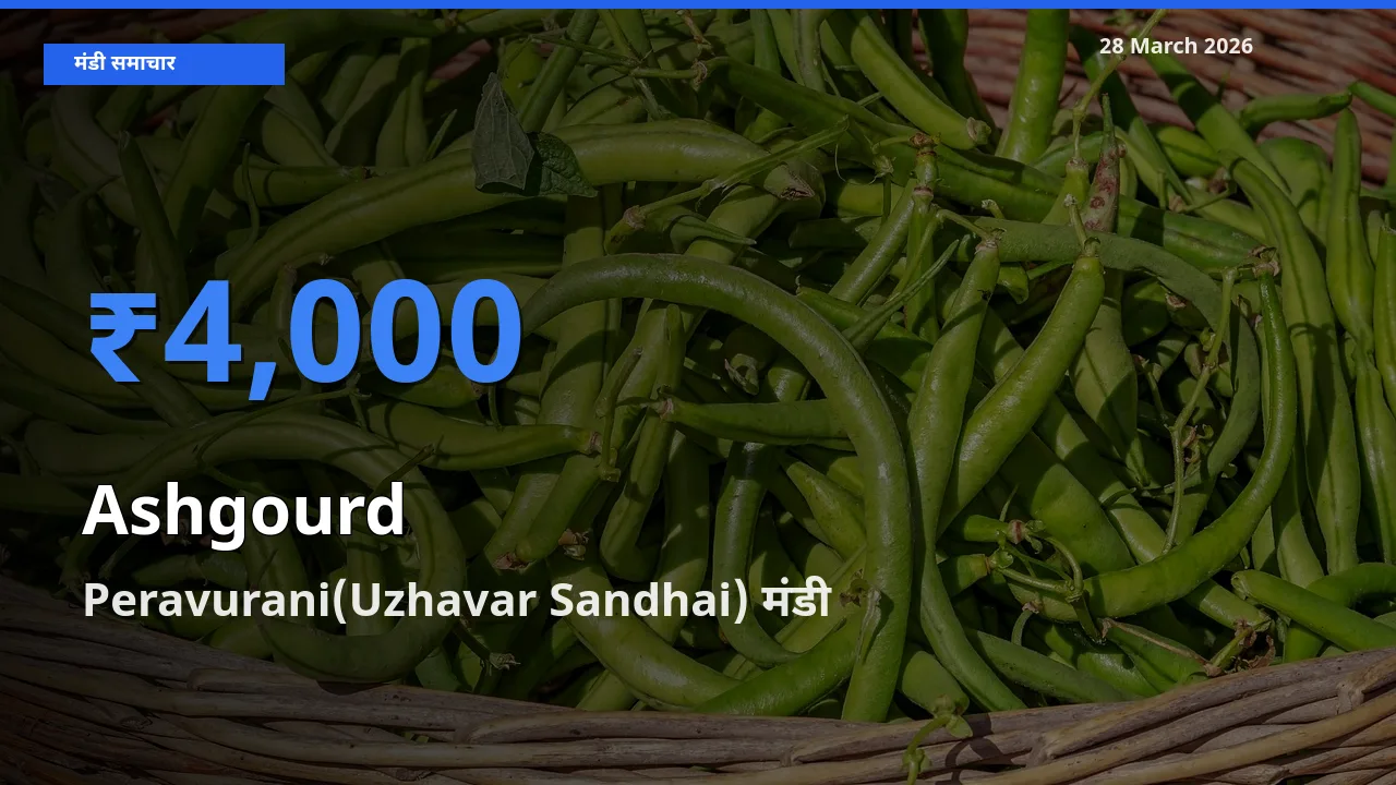 28 March अपडेट: पेठा कद्दू के सबसे ऊँचे दाम Peravurani(Uzhavar Sandhai) मंडी में
