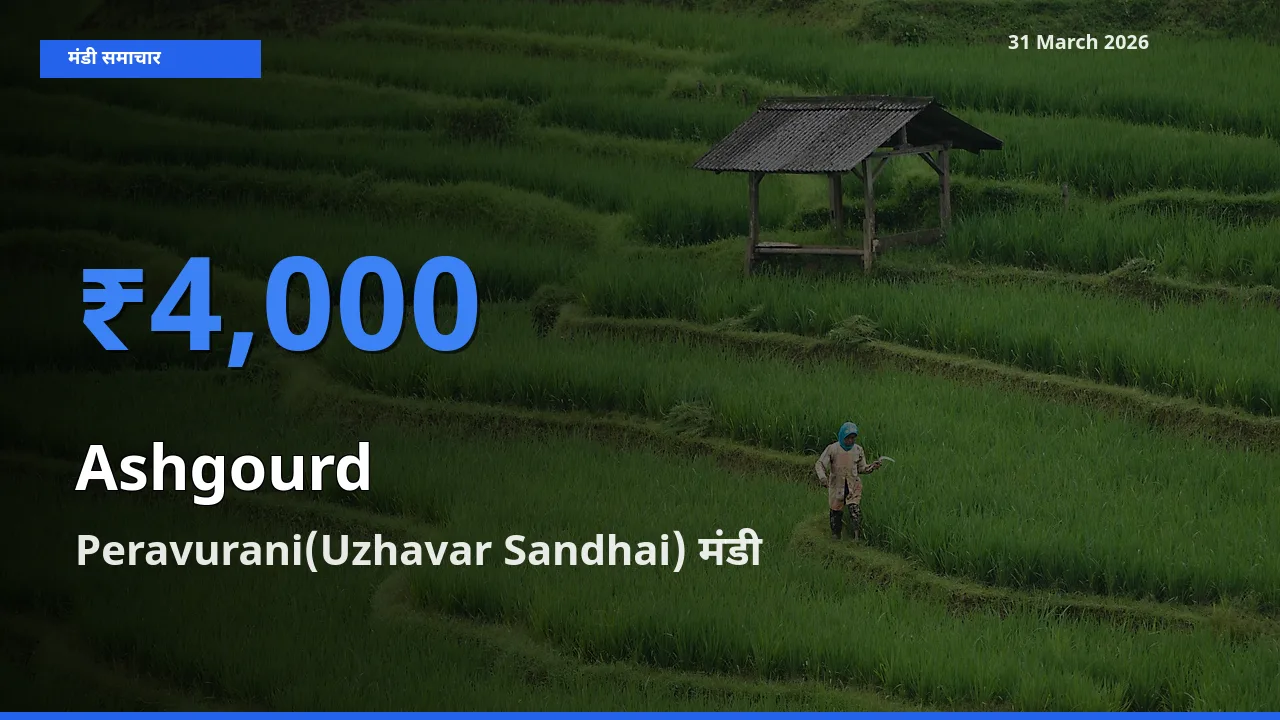 किसानों की पसंद बना Peravurani(Uzhavar Sandhai), पेठा कद्दू के सबसे अच्छे दाम