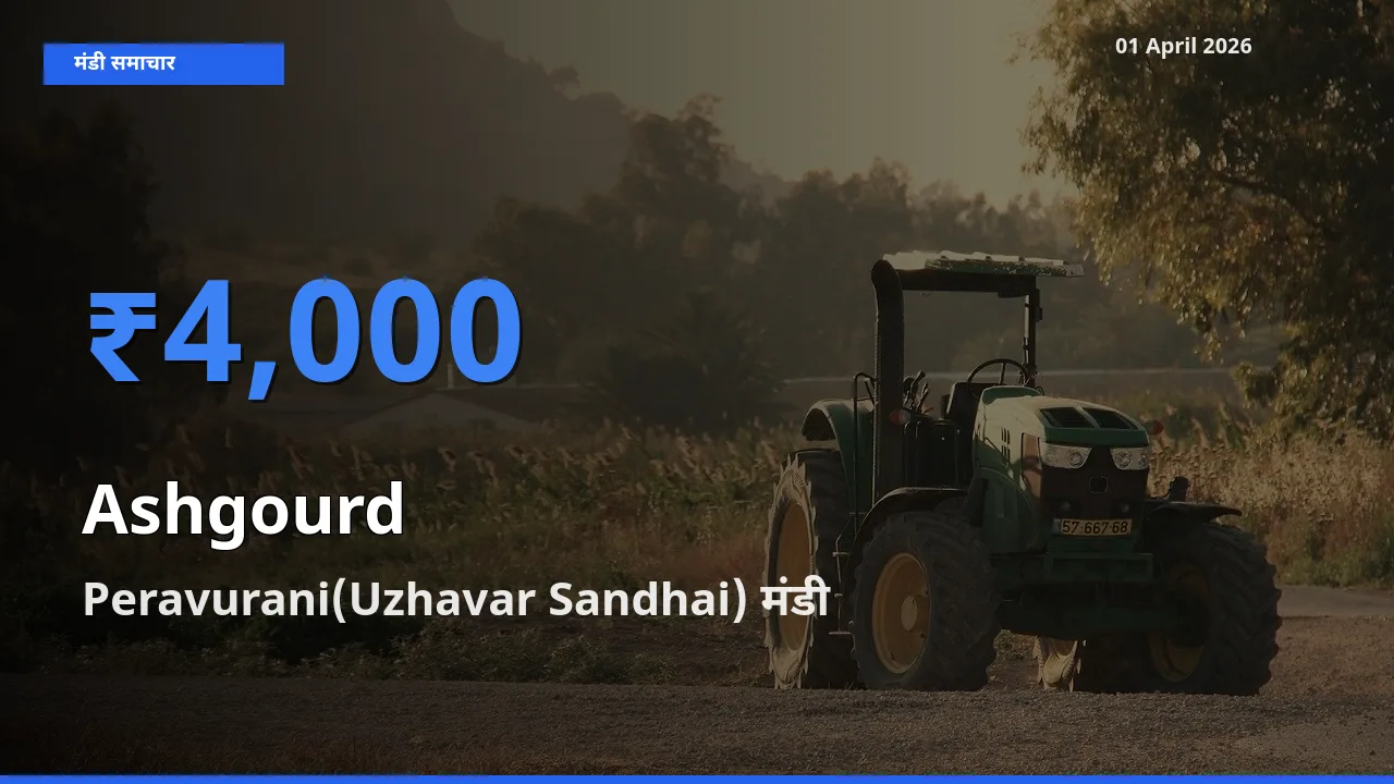 बाज़ार संकेत: Peravurani(Uzhavar Sandhai) बना पेठा कद्दू के लिए आज की टॉप मंडी