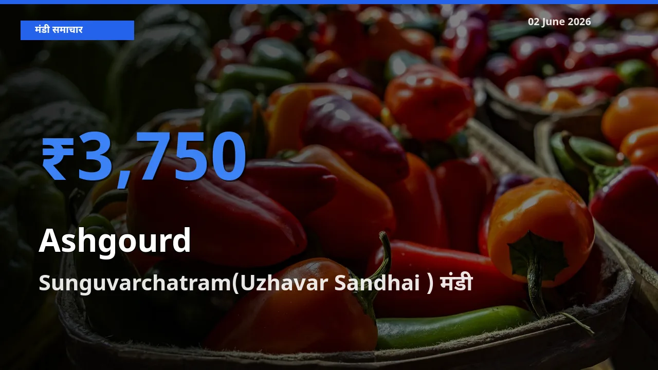 किसानों की पसंद बना Sunguvarchatram(Uzhavar Sandhai ), पेठा कद्दू के सबसे अच्छे दाम