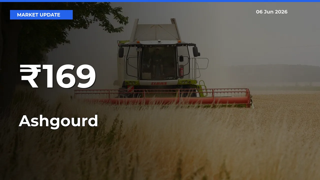 Ashgourd Prices Trend Across 169+ Mandis – Market Direction Turns Clear