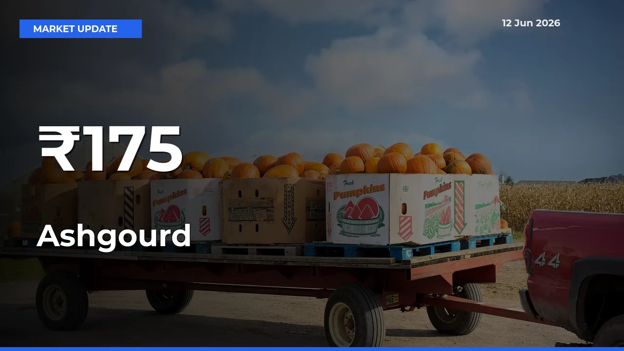 Ashgourd Rates Show Broad Movement Across 175+ Mandis