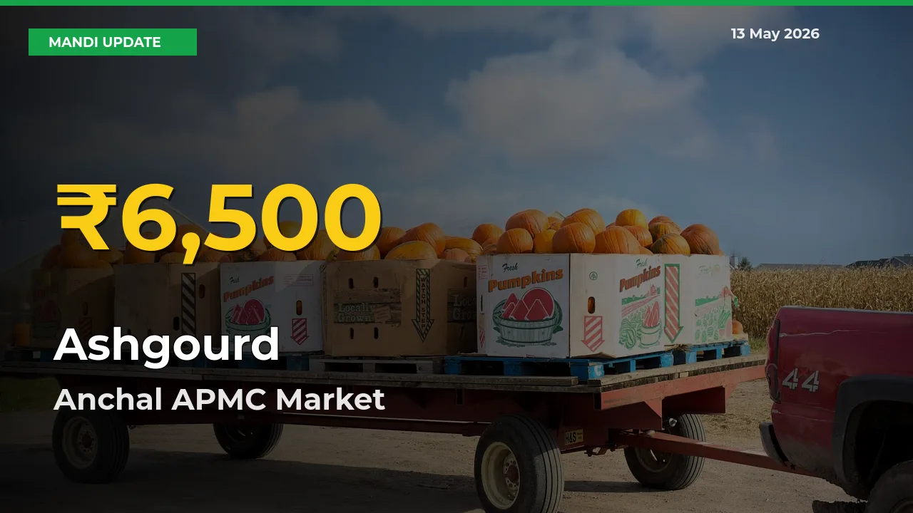 Big Jump in Ashgourd Prices! Anchal APMC Records New Peak Today