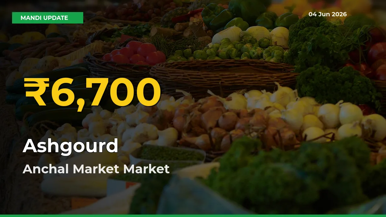 Farmers Benefit as Ashgourd Rate Touches New High in Anchal Market