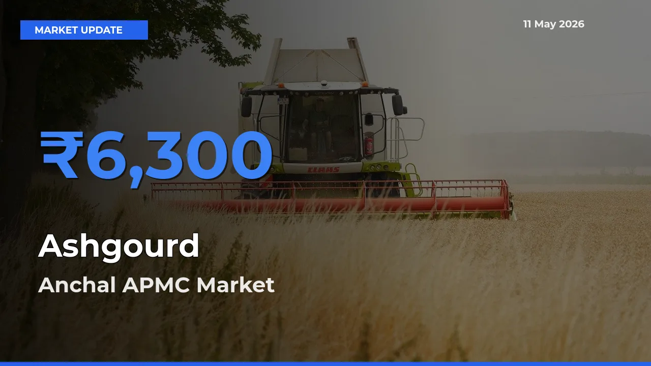 Top Performer! Anchal APMC Offers Best Ashgourd Price Today