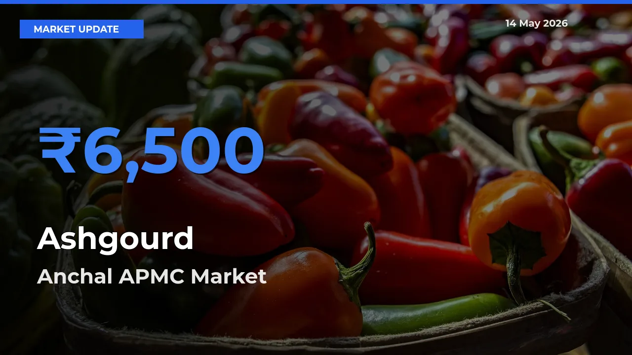 Anchal APMC Tops Ashgourd Mandi Rates Today